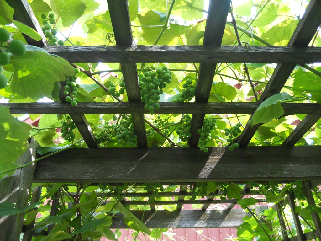 Grape Arbor at the Benjamin Harrison Presidential Site Grape Arbor at the Benjamin Harrison Presidential Site